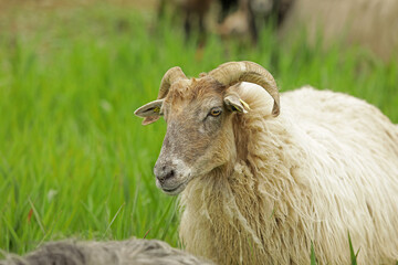 Naklejka premium White sheep on a farm close-up, farm animals, animals on a green meadow