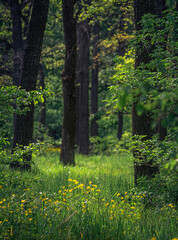 Fototapeta premium Spring evening landscape