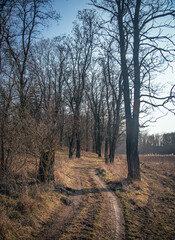 Spring evening landscape