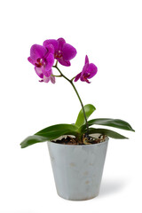 Purple orchid in pot.