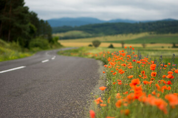 A curving road meanders through a verdant landscape dotted with bright orange flowers under an overcast sky.