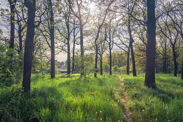 Obraz premium Nature in morning