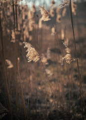 Nature beauty