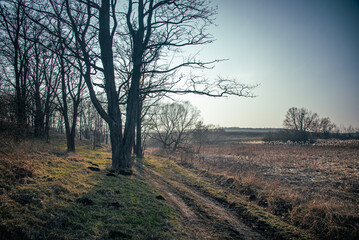 Obraz premium Spring evening landscape