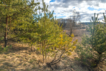 Spring evening landscape