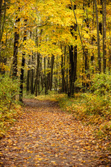 Obraz premium A small hiking trail through the autumn Wisconsin woods in mid-October, within the Pike Lake Unit, Kettle Moraine State Forest, Hartford, Wisconsin