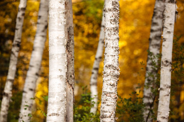 Birch trees stand out against the colorful maples in the background, within Peninsula State Park,...
