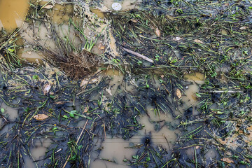 View of irrigation canal with weeds and debris flowing together with strong flowing dirty brown water due to soil and mud from forest after heavy rains and floods. La Nina crisis, Water pollution.