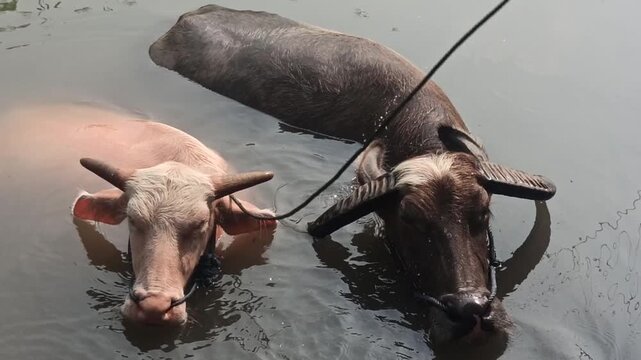 buffaloes are bathing together in the river