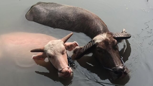 buffaloes are bathing together in the river