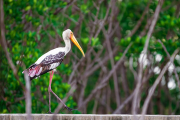 great blue heron ardea cinerea