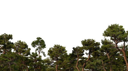 3D rendering of pine forest foreground on transparent background