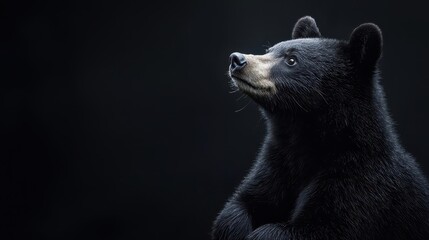 Obraz premium A minimalist animal photo with precise light adjustments and digital retouching, creating a clean visual,