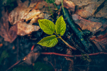 Nature beauty