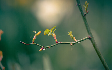 Nature beauty