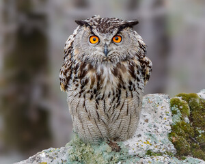 great horned owl