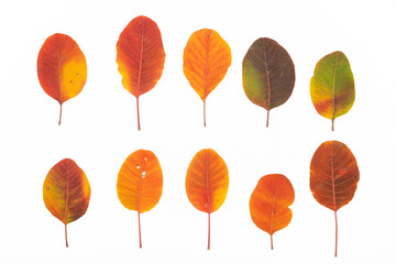 Set of autumn leaves on a white background