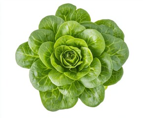 Fototapeta premium Fresh green butter lettuce isolated on white background
