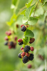 Blackberries on a branch with green leaves
