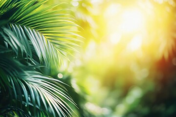 Obraz premium Tropical green palm leaves sunny backdrop