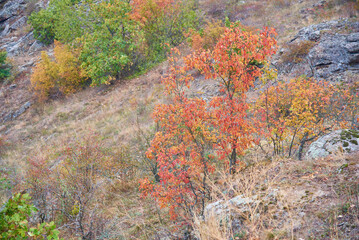 growing trees in Ukraine