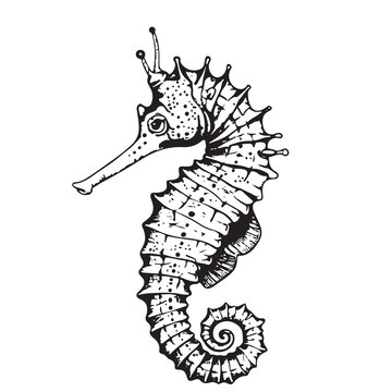 recommend clip art: Vector seahorse black and white illustration. Tropical underwater animal from oceans and seas. Hippocampus fish monochrome sketch for marine nautical prints