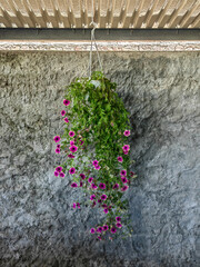 Purple Petunias Hanging in a White Pot: Backyard Garden Decor Against a Stone Wall.