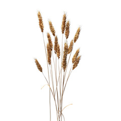 Wheat on a transparent background high resolution