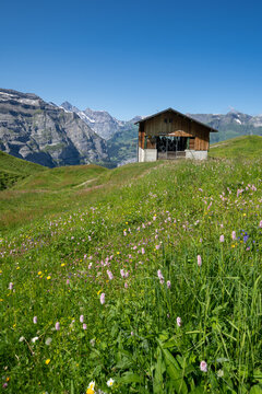 Wildflowers and a rustic ski lift chalet near Fallboden, with wildflowers in the Swiss Alps