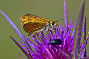 Mattscheckiger Braun-Dickkopffalter // Lulworth skipper (Thymelicus acteon) - Milos, Greece