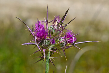 Syrische Kratzdistel // Syrian thistle (Notobasis syriaca) - Milos, Greece