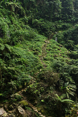 Stairway Hidden in Nature's Embrace