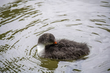 cute young coot chick in the river