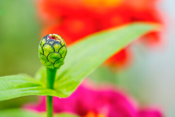A bud with green leaves
