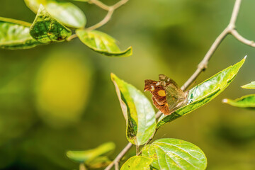 A butterfly hidden in the forest