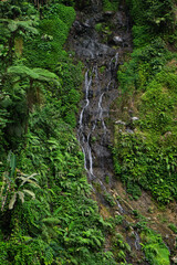 A Gentle Cascade Through the Forest