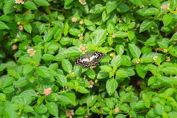 A black butterfly on the flower pollen with greenery leaf environment in the garden. Animal in nature close-up and selective focus.