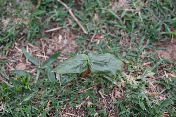 Castor oil plant. Ricinus communis, the castor bean or palma-christi is a species of perennial flowering plant in the spurge family. It is the sole species in the monotypic genus and Ricinus.
