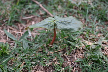 Castor oil plant. Ricinus communis, the castor bean or palma-christi is a species of perennial flowering plant in the spurge family. It is the sole species in the monotypic genus and Ricinus.
