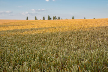 evening twilight on a wheat field full of mature ready spikelets harvest time