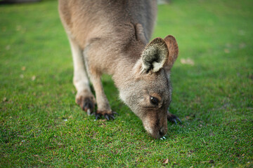 young kangaroo nibbling grass on a green lawn