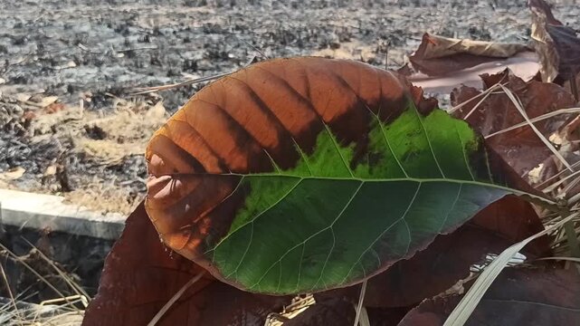 The impact of land fires is that the leaves start to dry out