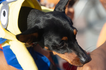 Dogs are seen parading in costumes at the Farol da Barra in the city of Salvador, Bahia.