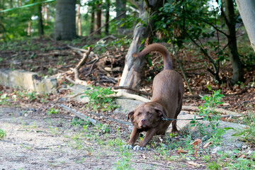 brown chocolate playful dog stretching her back on a forest walk
