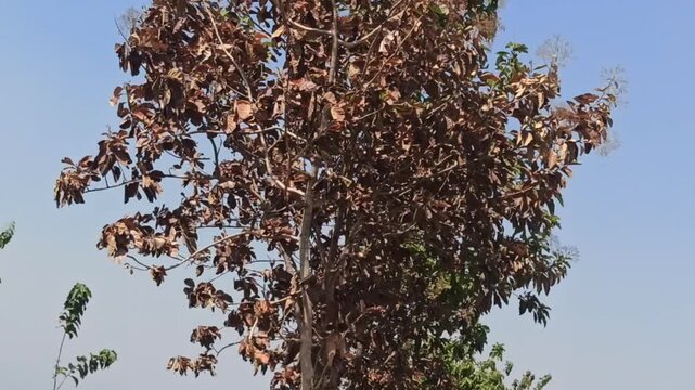 The impact of land fires is that the leaves start to dry out