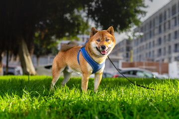 shiba inu dog in a park at sunset