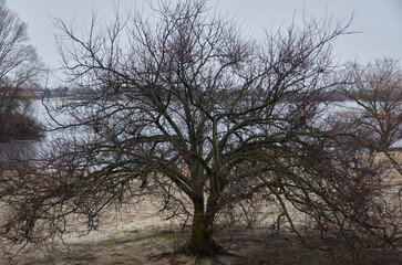 growing trees in Ukraine