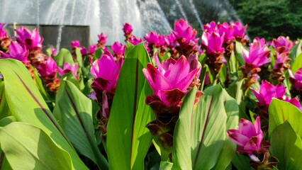 Curcuma alismatifolia, Siam tulip or summer tulip is a tropical plant native to Laos, northern Thailand, and Cambodia