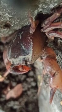 Gecarcinucoidea in the garden