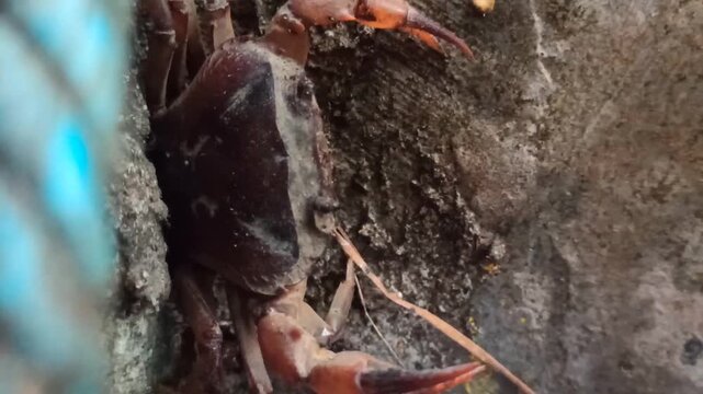 Gecarcinucoidea in the garden